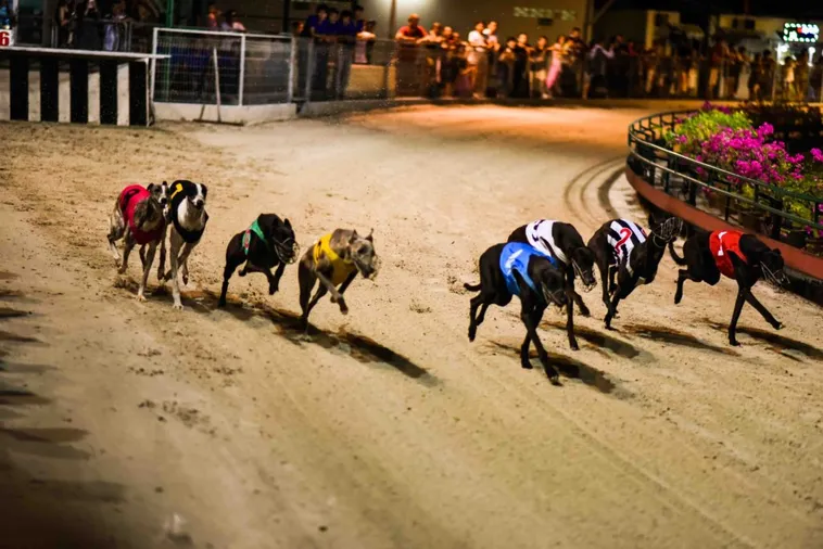 Bí Kíp Cách Chơi Game Nhanh Đua Chó Tại Asia99 Luôn Thắng Đậm 2 Bí Kíp Cách Chơi Game Nhanh Đua Chó Tại Asia99 Luôn Thắng Đậm