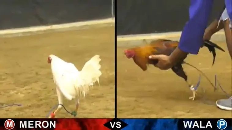 Tuyệt Chiêu Cách Chơi Đá Gà Sabong Tại Asia99 Chuẩn Chuyên Gia